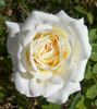 Out Of The Night ™ rose photo