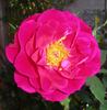 LATORXSL rose photo
