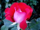 Atalante rose photo