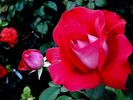 Atalante rose photo