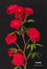 Lovania rose photo