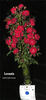 Lovania rose photo