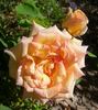 Ahimsa rose photo