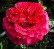 New Orleans rose photo