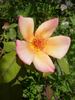 Golda Banks rose photo