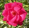 CDXHOR rose photo