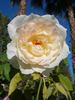 Callista rose photo