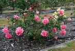 Mission Bells rose photo
