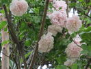 Baty's Pink Pillar rose photo