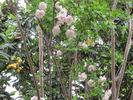 Baty's Pink Pillar rose photo