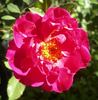 LATORXSL rose photo