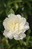 Ibrido di Castello rose photo
