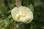 Ibrido di Castello rose photo