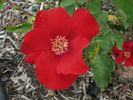 Vesuvius rose photo