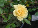 Hall of Flowers ™ rose photo