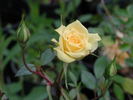 Hall of Flowers ™ rose photo