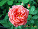 Hannah Hauxwell rose photo