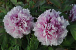 Madame Emile Joubert peony photo