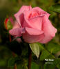 Pink Ocean ® rose photo