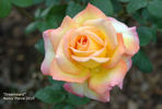 Dreamward rose photo