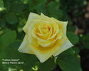 Yellow Island rose photo