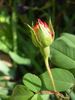 ABDXCHT rose photo