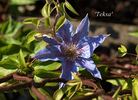 Teksa clematis photo