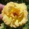 ABDXTYT rose photo