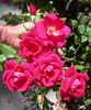 CDXHOR rose photo