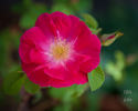 Pike's Peak rose photo