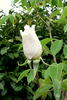 Belle Blanche rose photo
