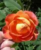 ABDXCHT rose photo