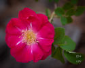 Pike's Peak rose photo