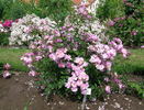 Geheimrat Dr. Mittweg rose photo