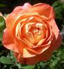ABDXCHT rose photo