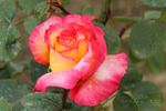 Menuett rose photo