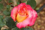 Menuett rose photo