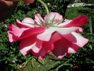 Winifred Coulter Cl. rose photo
