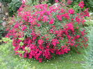 Charta '77 rose photo