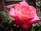 Heartbreaker rose photo