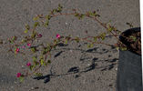 <I>Rosa pinetorum</I> A.Heller rose photo