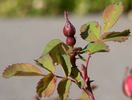 <I>Rosa pinetorum</I> A.Heller rose photo