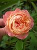 ABDXCHT rose photo