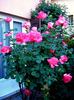 Don Bosco rose photo