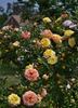 Keith's Delight rose photo