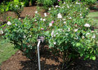 White Killarney rose photo