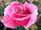 Núria Feliu rose photo
