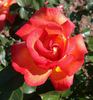 Piccadilly ® rose photo