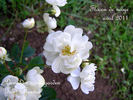 Flocon de Neige rose photo