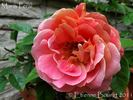 Maria Peral rose photo